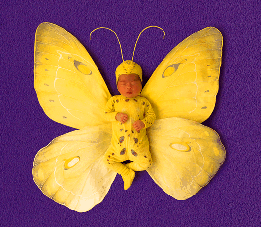 Butterfly